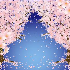 桜のトンネル 青空