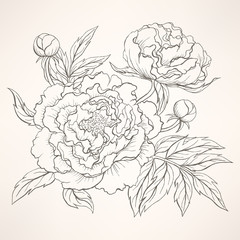 peonies © melazerg