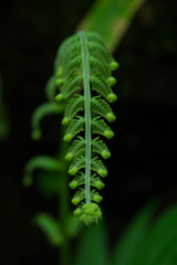 シダ植物の新芽