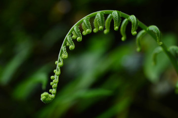 シダ植物の新芽