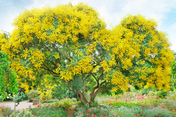 tree with yellow flowers