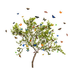 isolated butterflies and apple tree with white flowers