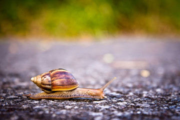 Garden snail traversing sidewalk