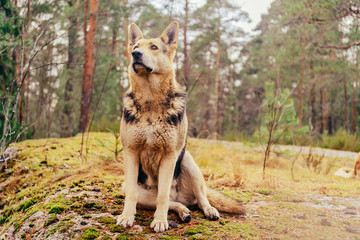 Shepherd dog sits in a summer forest
