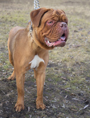 Dog French Mastiff (Bordeaux Dog)