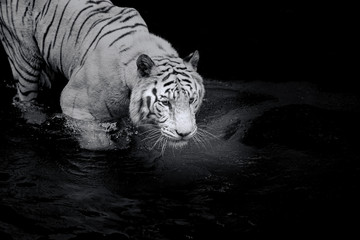 White Tiger