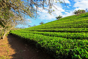 Fototapeta na wymiar Beautiful fresh green tea plantation under blue sky