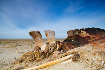Cadaver of a Whale on a beach