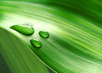 Plantleaf