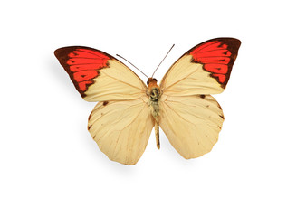 Obraz na płótnie Canvas beżowy i czerwony motyl na białym