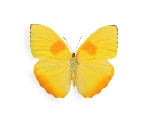 Photo sur Aluminium Papillon Yellow butterfly isolated on white