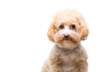 Poodle dog isolated