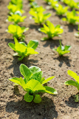 Lettuce field