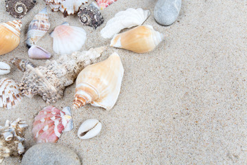 sea shells on sand and empty space for your text