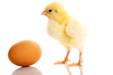 Obraz premium Chicken and egg