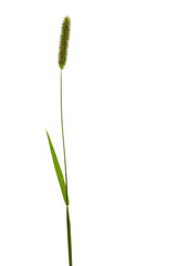 Obraz premium Timothy-grass