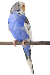 budgie
