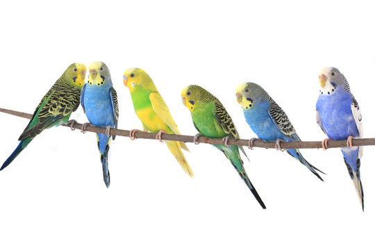 budgie
