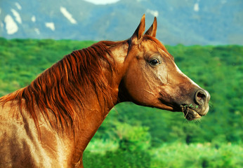portrait of beautiful  sorrel  arabian horse at freedom