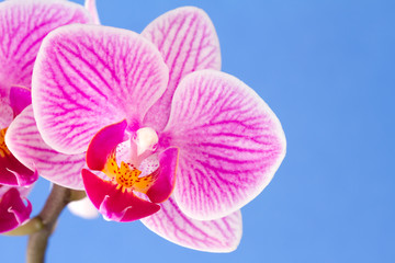Phalaenopsis; moth orchid flower on blue background