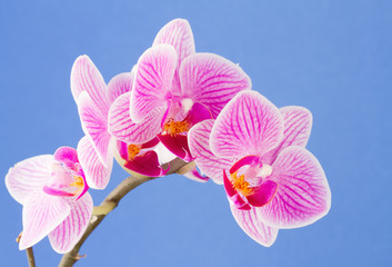 Phalaenopsis  moth orchid flowers on blue background © scphoto48