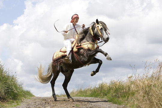 Berber Pferd