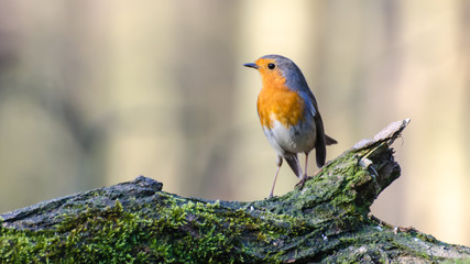 Rouge gorge