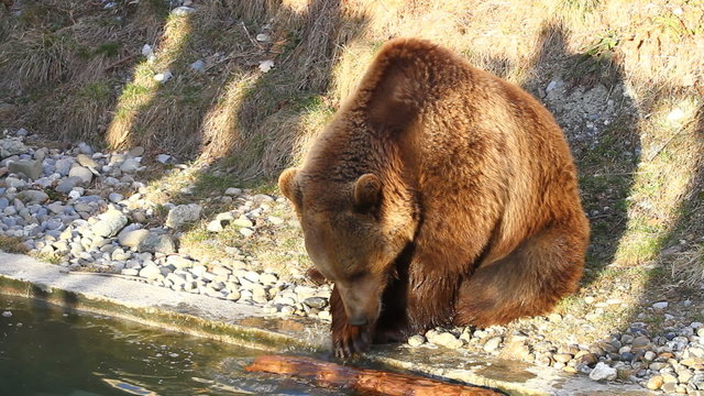 Bear in Bern Zoo Park