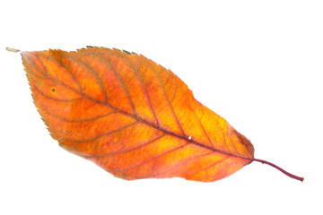 Leaves on a white background