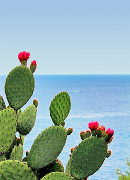 cactus fleuri face à la mer