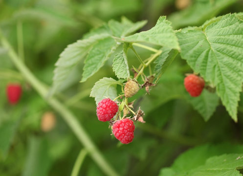 Red raspberries on the bush. Macro shot.
