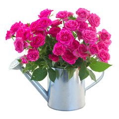 posy of blossoming pink roses in watering can