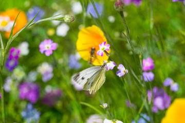 natur wiese sommer