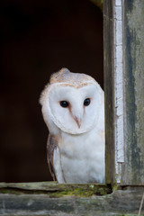 Barn Owl