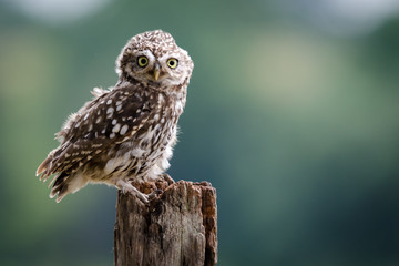 A UK wild LIttle Owl