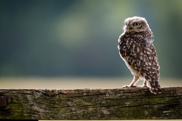 A UK wild Little Owl