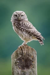 Washable wall murals Owl UK Wild Little Owl