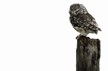 UK Little Owl on white