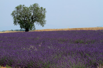 valensole provenza francia campi di lavanda