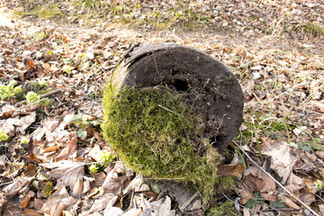 single piece wood inside of greenwood