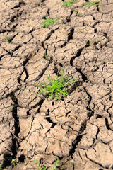 cracked land
