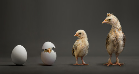 Fototapeta premium chick and egg