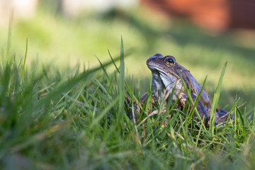 Grasfrosch