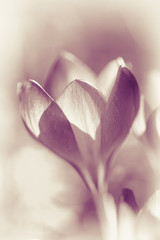 Fototapeta premium Krokus - Crocus - schwarz-weiß - rosa Tönung