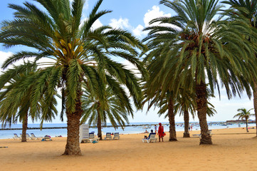 Obraz premium Palmeras en la playa de las Teresitas . Tenerife