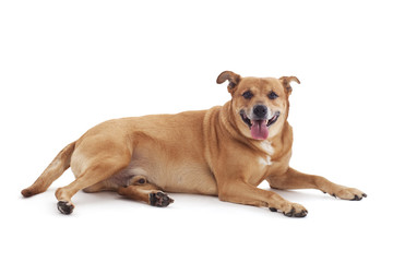 Liegender Ridgeback-Mischling Balu