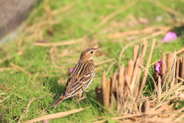 Pechora Pipit (Anthus gustavi) in Japan 