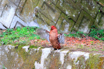 Copper Pheasant (Syrmaticus soemmerringii) male in Japan 