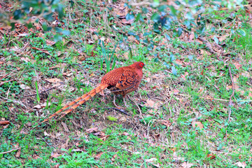 Copper Pheasant (Syrmaticus soemmerringii) male in Japan 