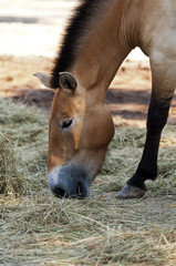 Fototapeta premium Przewalski's horse